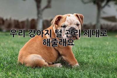 우리 강아지, 털 관리 제대로 해줄래요?🐶